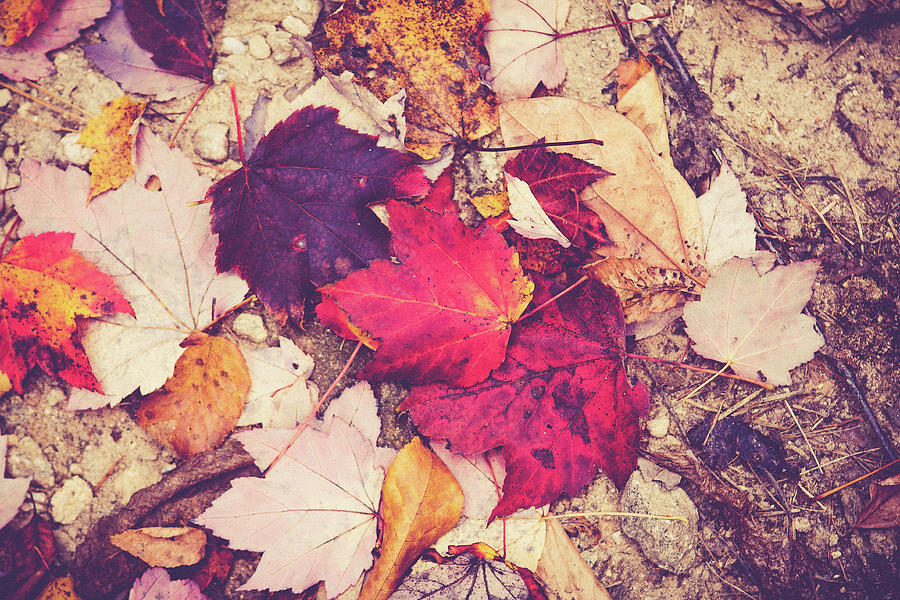 Fall Leaves on the Forest Floor by Mela Luna Fall Leaves on the Forest Floor by Mela Luna