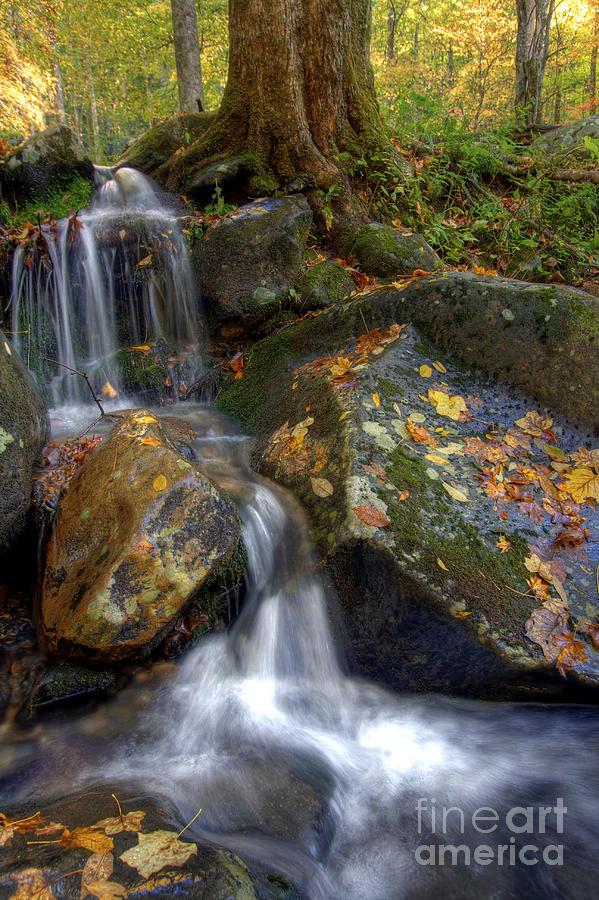 Fall Leaves by Photography by Laura Lee Fall Leaves by Photography by Laura Lee