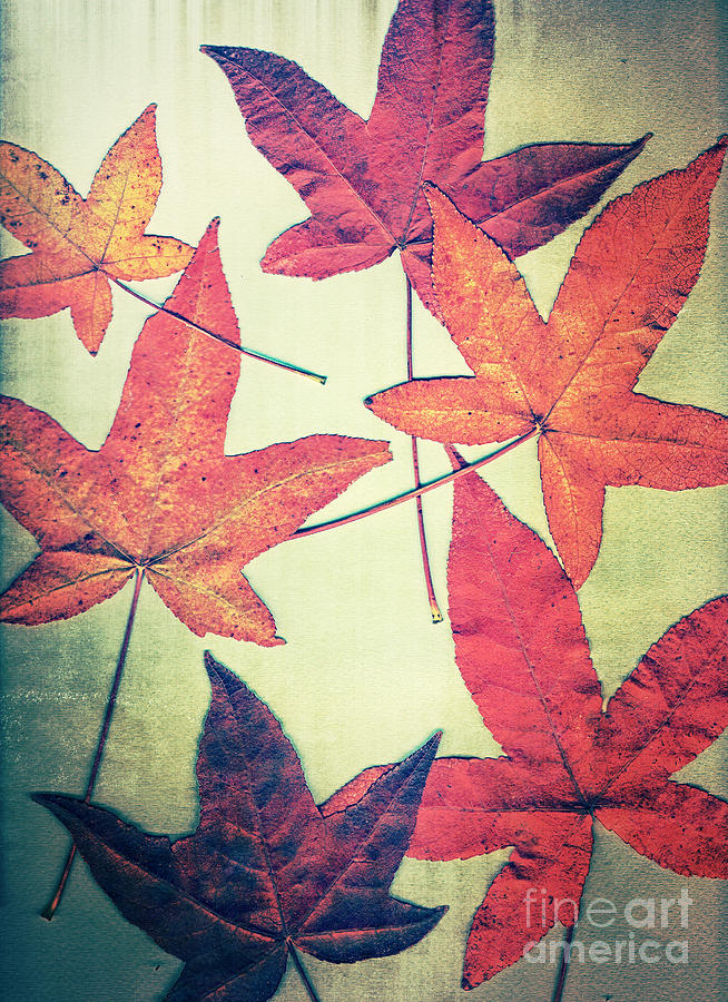 Fall Leaves Portrait Photograph by Jim And Emily Bush