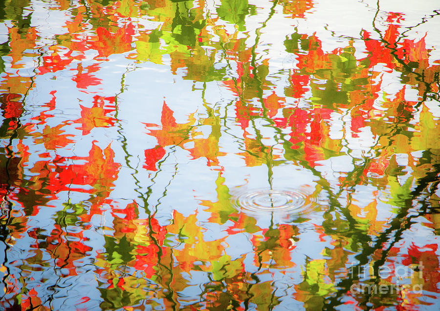 Abstract Photograph - Fall Leaves Reflect in the Water by Robert Anastasi