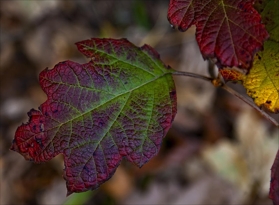 Fall Leaves Photograph