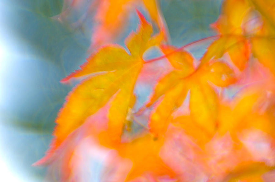 Fall Photograph - Fall Leaves by Silke Magino