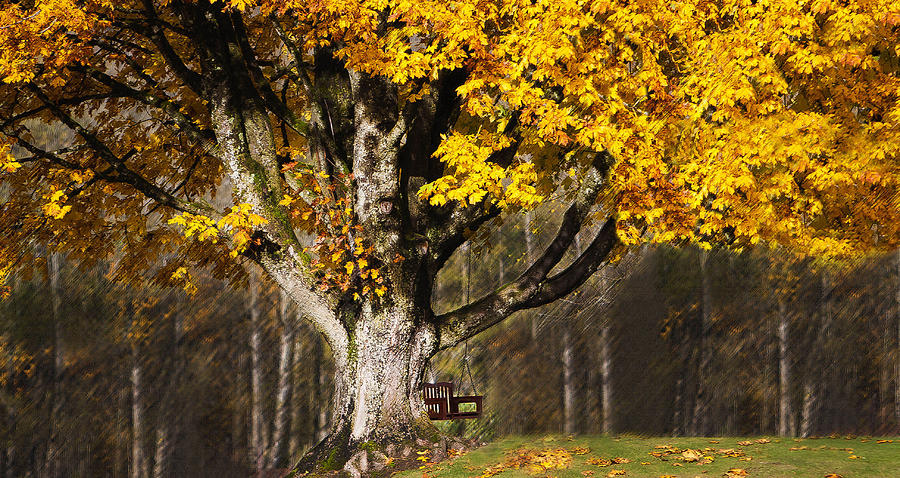 Fall Leaves Photograph By Sue Cole - Fine Art America