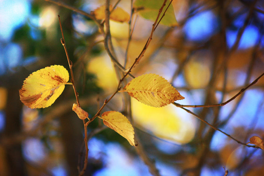 Fall leaves Photograph by Toni Hopper