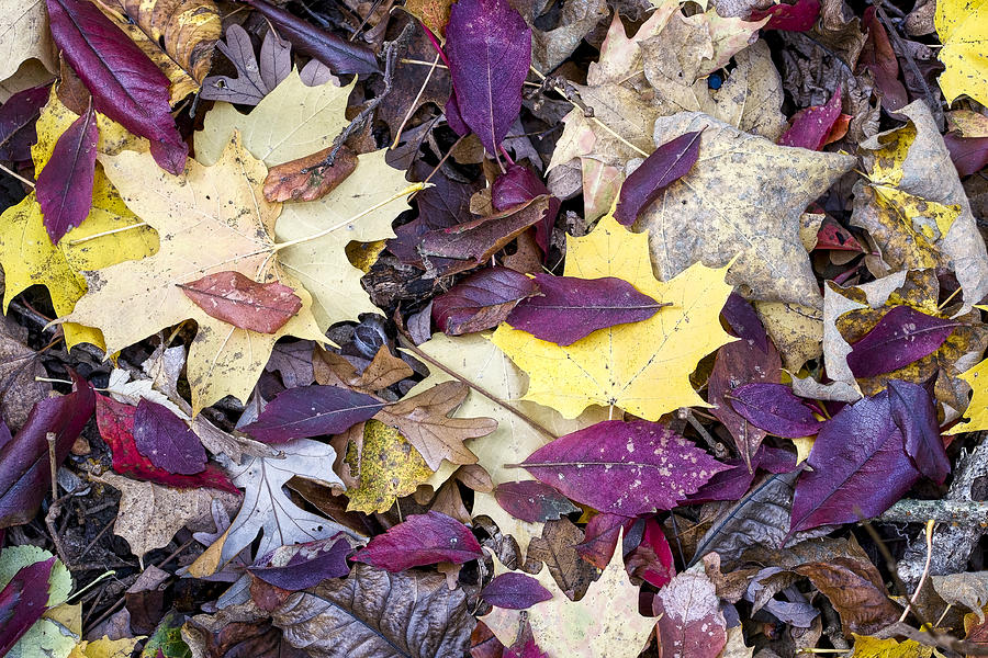 Fall Leaves - UW Arboretum - Madison  - Wisconsin Photograph by Steven Ralser