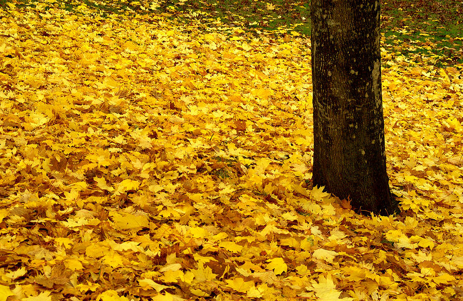 Fall Leaves Photograph by Val Jolley