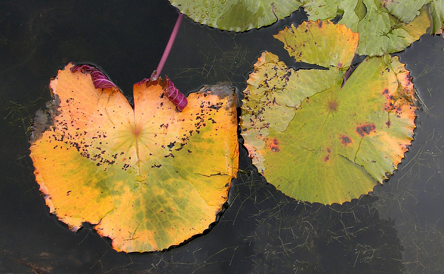 Fall Lily Pads Photograph by John Lautermilch