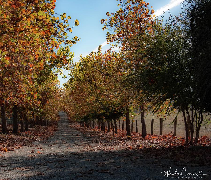 Fall Lined Road Photograph by Wendy Carrington
