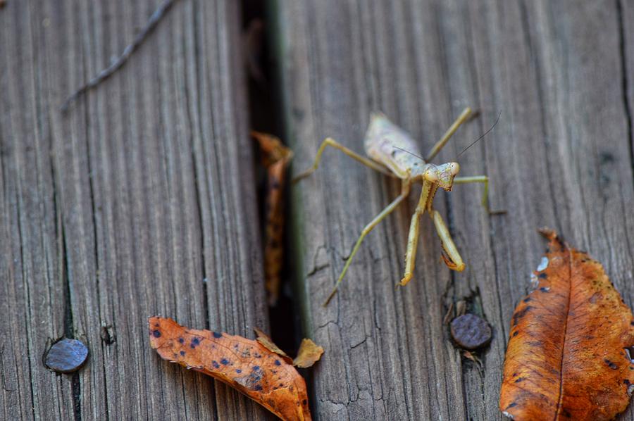 Fall Mantis  Photograph by Joseph Caban