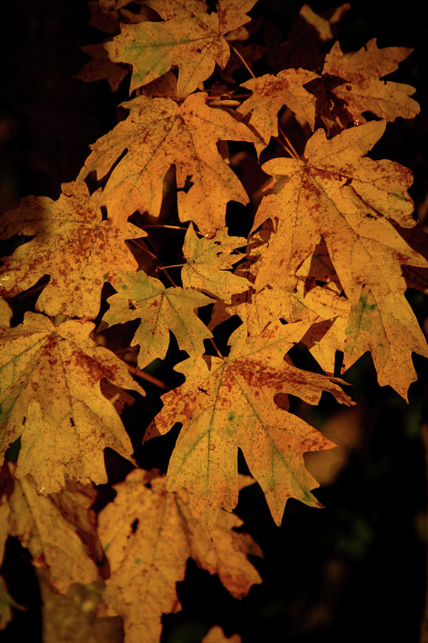 Fall Maple 6031 H_2 Photograph by Steven Ward