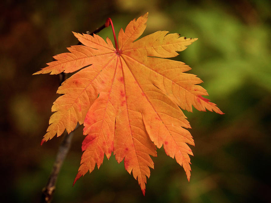 Fall Maple Leaf - 365-231 Photograph by Inge Riis McDonald