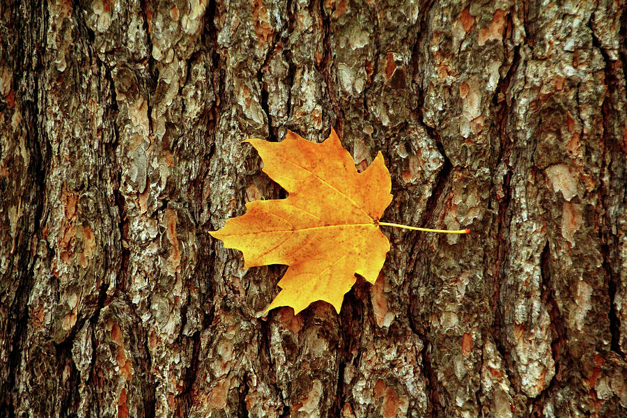 Fall Maple Leaf Photograph by Debbie Oppermann