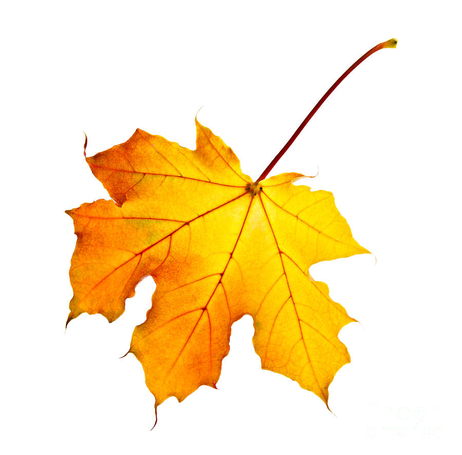Fall Maple Leaf Photograph