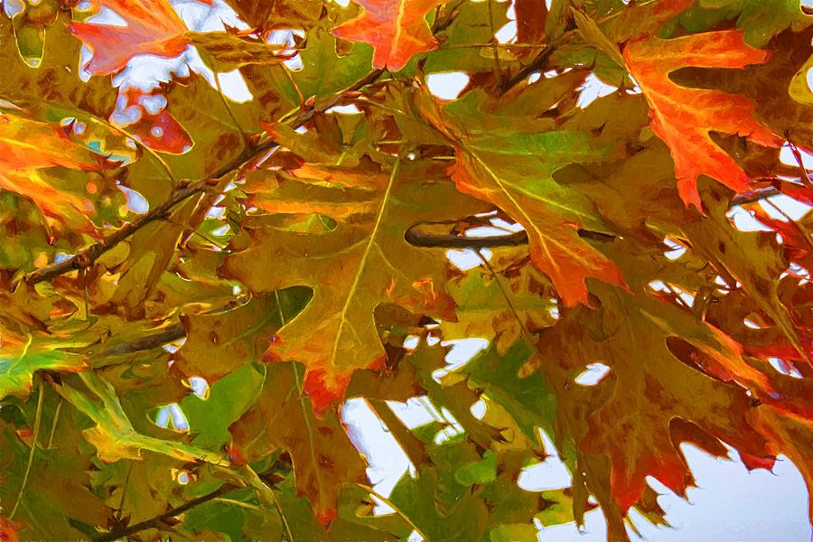 Fall Maple Leaves Photograph by Alice Gipson