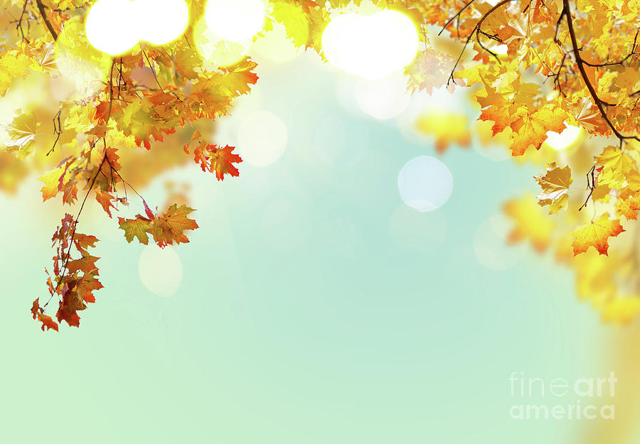 Fall Maple Leaves Photograph by Anastasy Yarmolovich