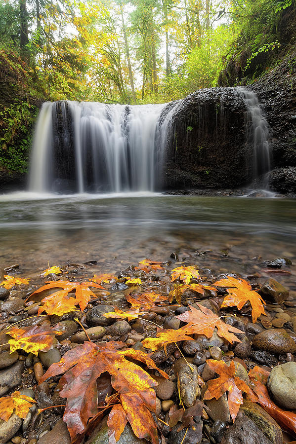 Fall Maple Leaves at Hidden Falls Photograph by David Gn