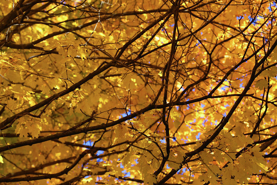 Fall Maple Patterns 1 Photograph by Mary Bedy