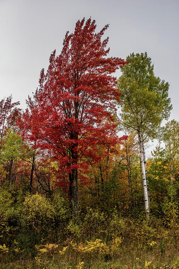 Fall Maple Photograph by Paul Freidlund
