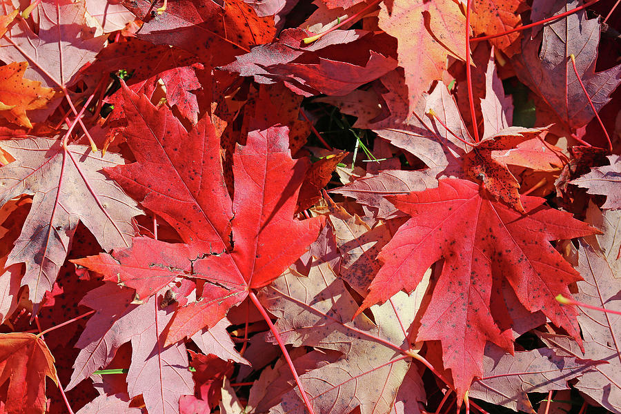 Fall Maple Red 3 Photograph by Mary Bedy