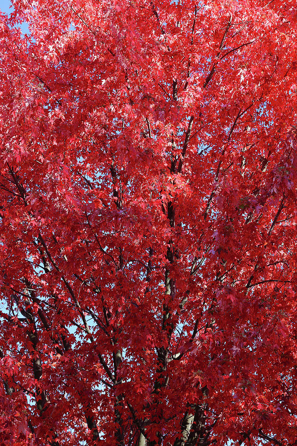 Fall Maple Red Photograph by Mary Bedy