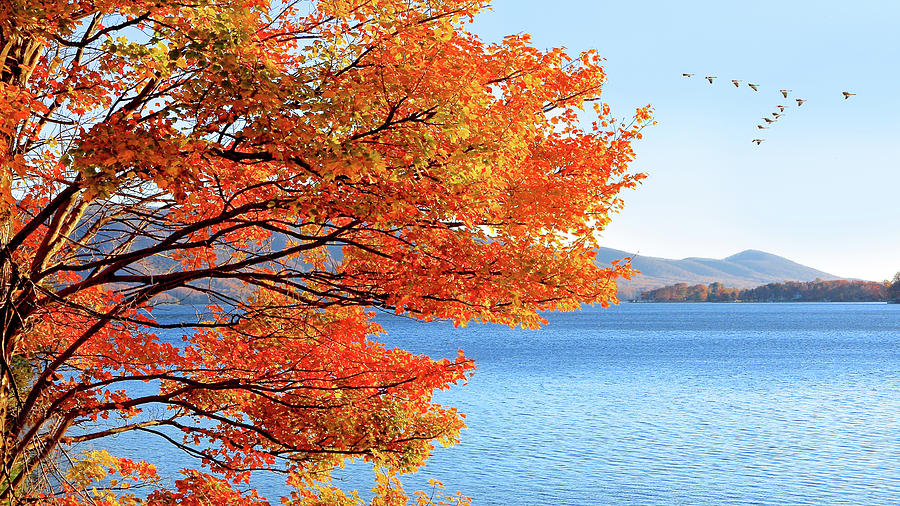 Fall Maple Tree Graces Smith Mountain Lake, Va Photograph by The James Roney Collection