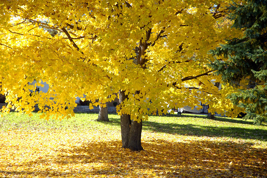 big leaf maple fall