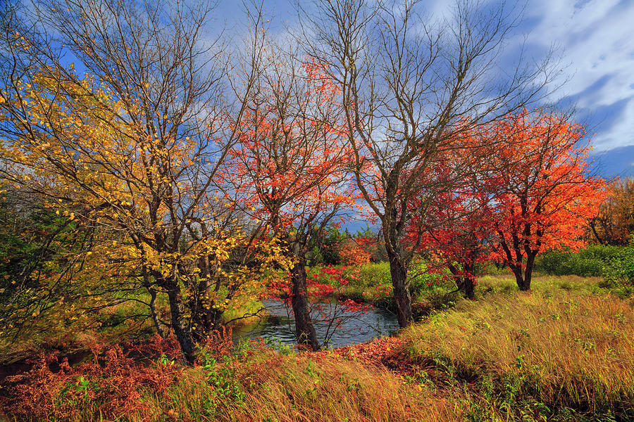 Fall Maples Along The Kelly River Photograph by Irwin Barrett