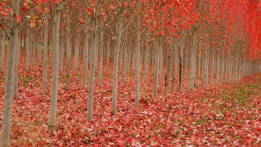Fall Maples Photograph by Jean Noren