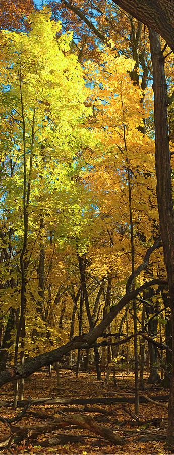 Fall maples- UW Arboretum  - Madison - Wisconsin Photograph by Steven Ralser