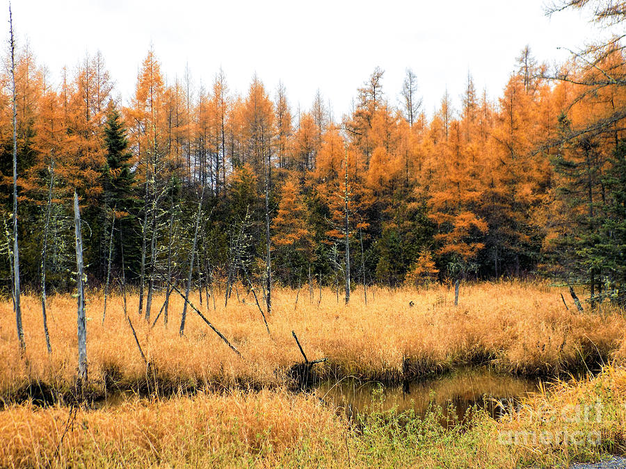 Nature Photograph - Fall Marsh Grass And Tamarack by William Tasker