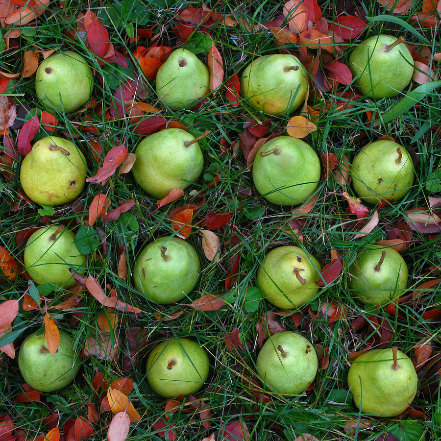Fall Matrix Pears Photograph by Robert Bissett