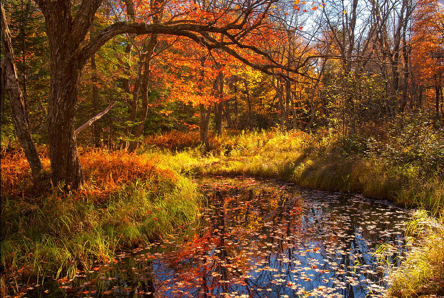 Fall Meadow Along The Kelly River Photograph by Irwin Barrett