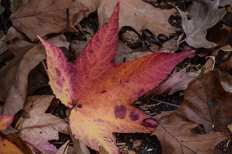 Fall Photograph - Fall by Michael Sena