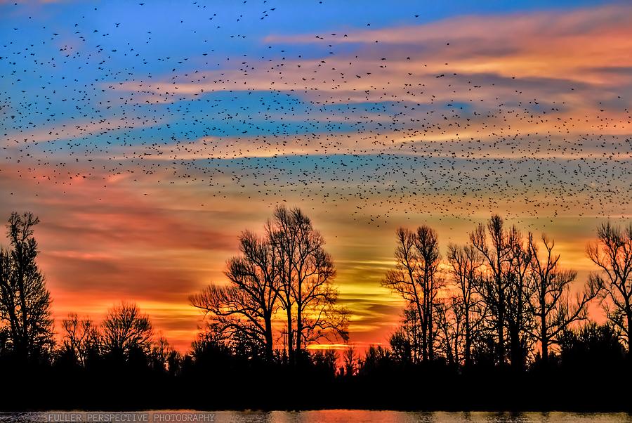 Fall Migration Photograph by Chad Fuller Fine Art America