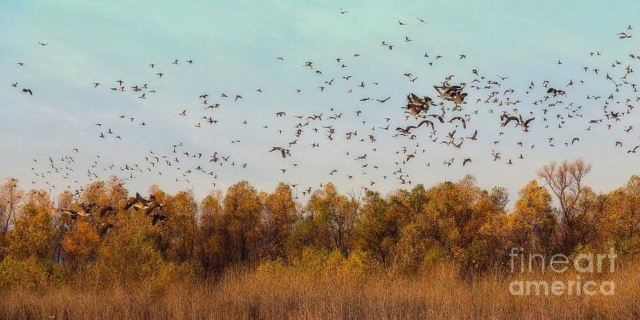 Fall Migration Photograph by Elizabeth Winter
