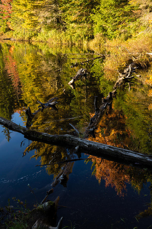 Fall Mirror - Mesmerizing Forest Lake Reflections Photograph by Georgia Mizuleva