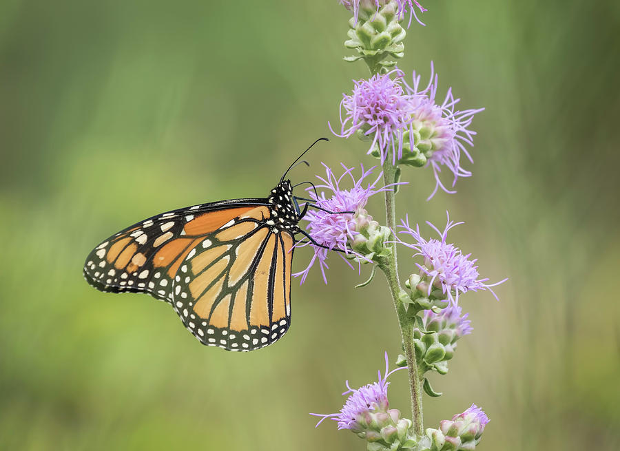 Fall Monarch 2016-1 Photograph by Thomas Young