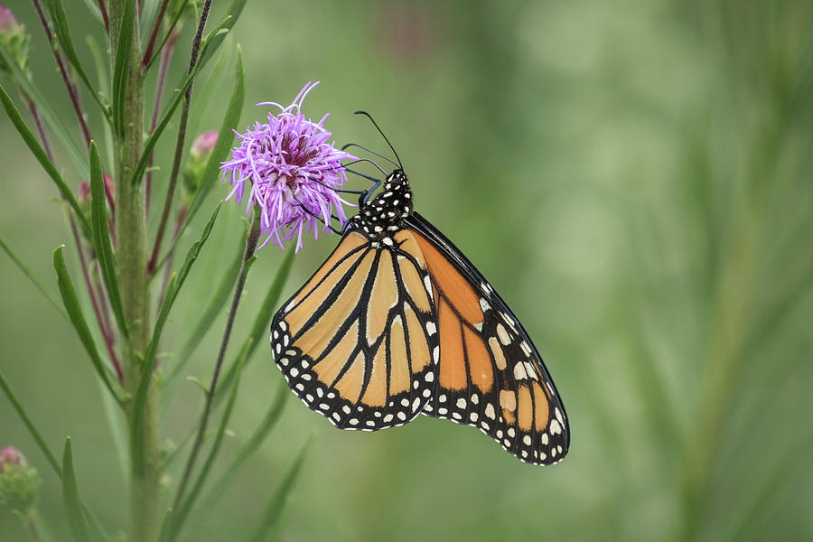 Fall Monarch 2016-2 Photograph by Thomas Young
