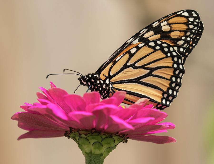Fall Monarch 2016-4 Photograph by Thomas Young
