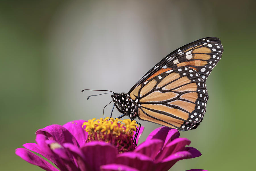 Fall Monarch 2016-6 Photograph by Thomas Young