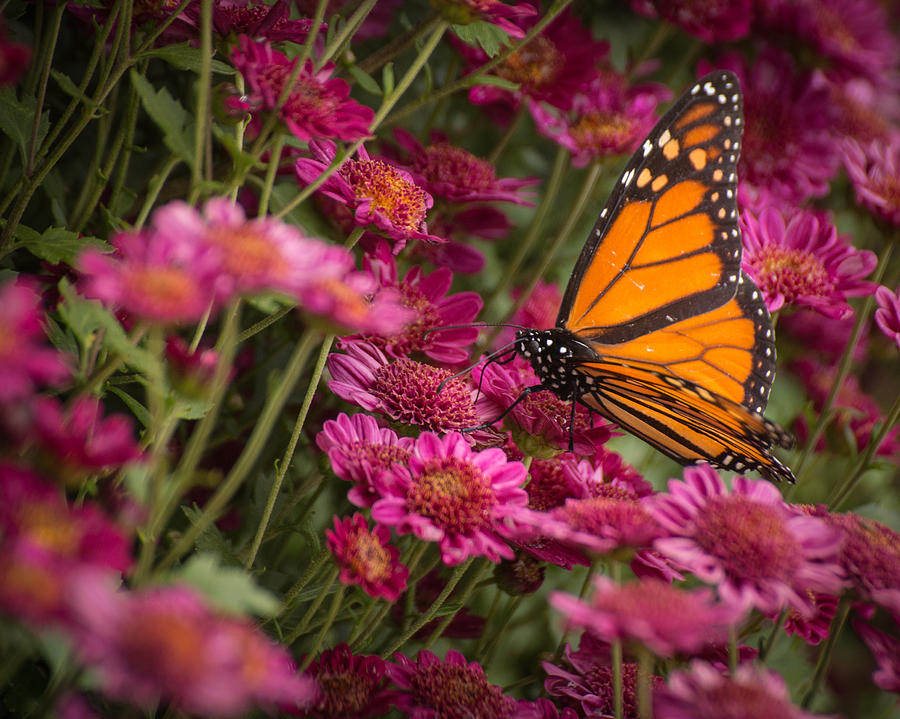 Fall Monarch by Julie Andel Fall Monarch by Julie Andel