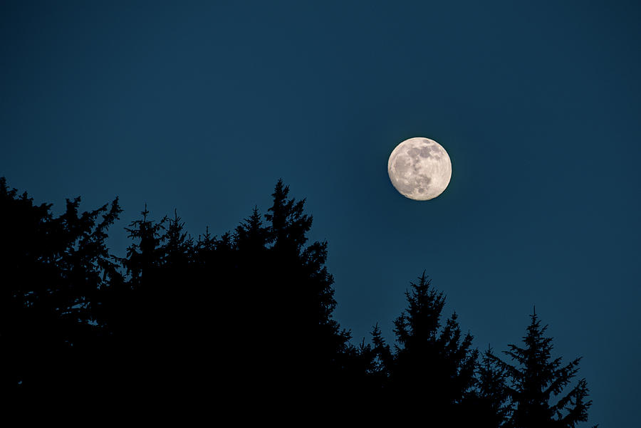 Fall Moon Over The Tree Tops Photograph by Kristina Rinell