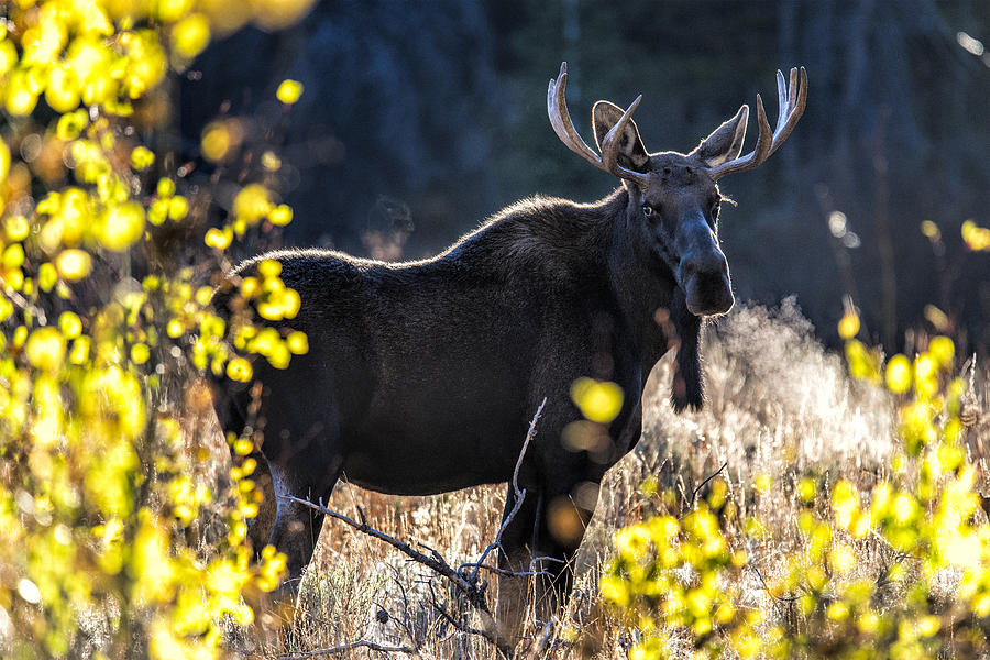 Fall Moose Photograph by Michael Ash