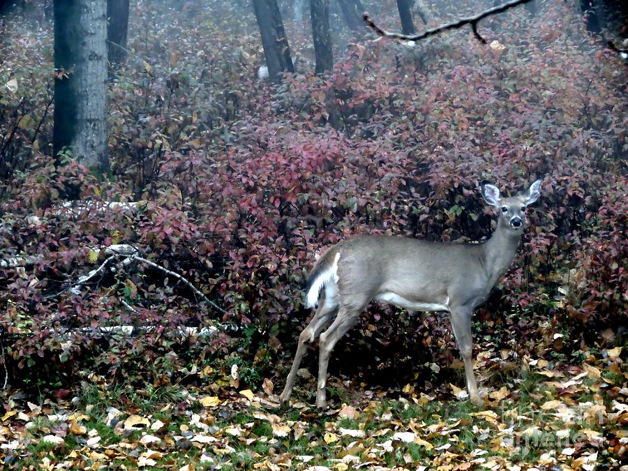 Fall Morning Deer Photograph by Bonnie J Thompson