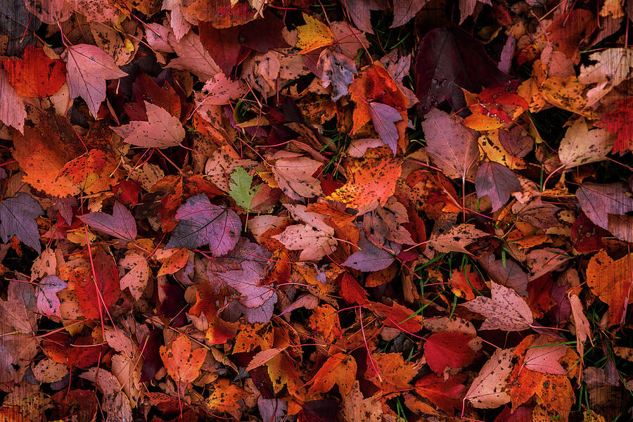 Fall Photograph - Fall mosaic II by Rima Biswas