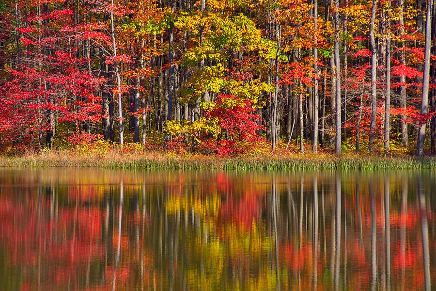 Fall Photograph - Fall Mosaic by Steve Luther