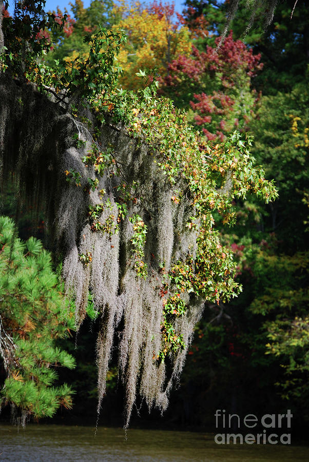 Fall Moss Photograph by Skip Willits