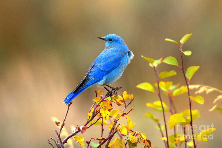 Fall Mountain Bluebird Photograph by Adam Jewell