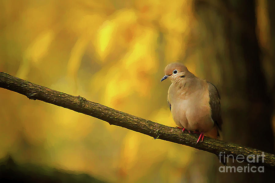 Nature Photograph - Fall Mourning Dove by Darren Fisher