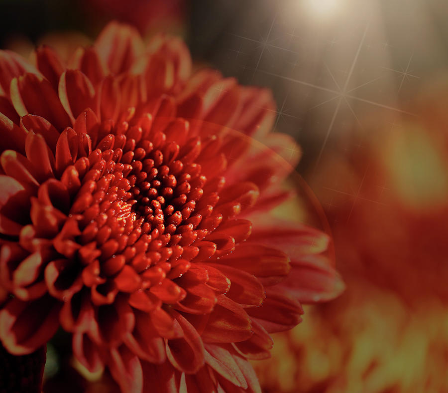 Fall Mum With Light Flare Photograph by Judy Vincent